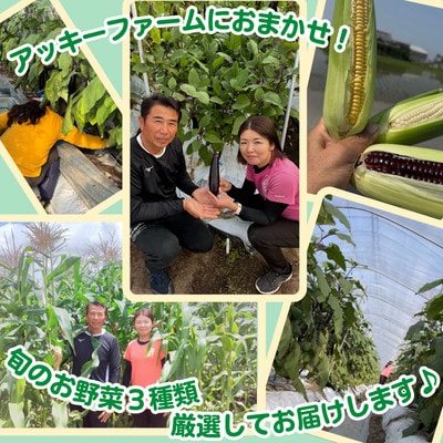 アッキーファームの旬の野菜詰合せ福袋 (野菜3種) 詰め合わせ セット