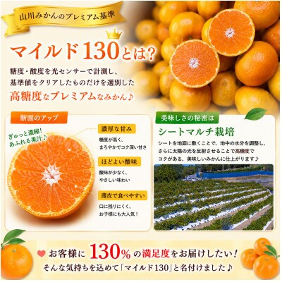 【数量限定】山川みかん マイルド130 約8kg(みやま市)