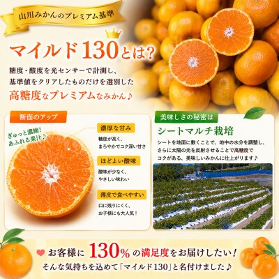 【数量限定】山川みかん マイルド130 約4kg(みやま市)