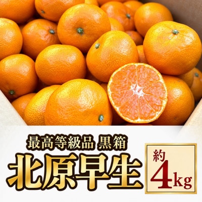 北原早生みかん 約4kg 黒箱入り【2026年10月下旬～11月上旬発送予定】(みやま市)