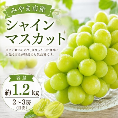 【2026年9月上旬より順次発送予定】みやま市産シャインマスカット 約1.2kg