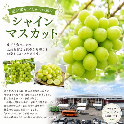 【2026年9月上旬より順次発送予定】みやま市産シャインマスカット 約1.2kg