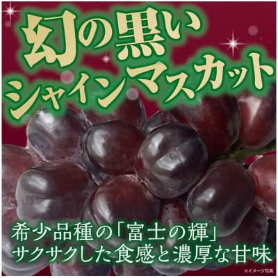 【訳あり】かねひろの黒酢ブラックシャインマスカット 富士の輝き 合計約1.4kg【003-0008】