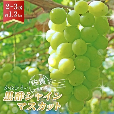 かねひろの「黒酢シャインマスカット」2～3房(約1.2kg)【NB12×1】