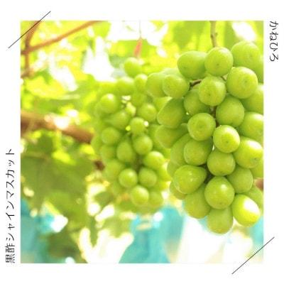 かねひろの「黒酢シャインマスカット」2～3房(約1.2kg)【NB12×1】