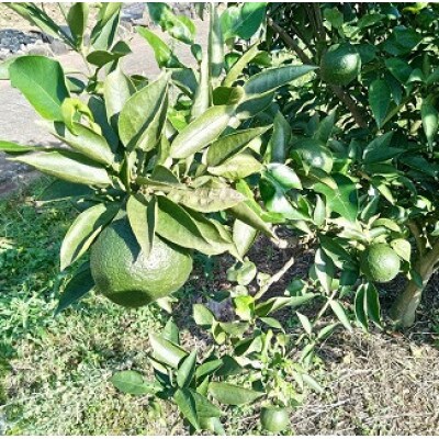 【産地直送】太良町産じゃばらストレート果汁 720ml×1本 柑橘【N172】
