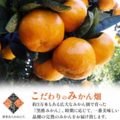 【佐賀県太良町】かねひろの黒酢みかん 大玉 約10kg(2L～3Lサイズ)【003-0002×1】