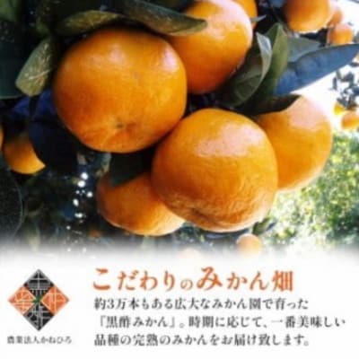 【佐賀県太良町】かねひろの黒酢みかん(小玉)5kg(3S～2S)【L39×1】