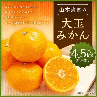 山本農園の大玉みかん 約4.5kg(太良町)【L14×1】