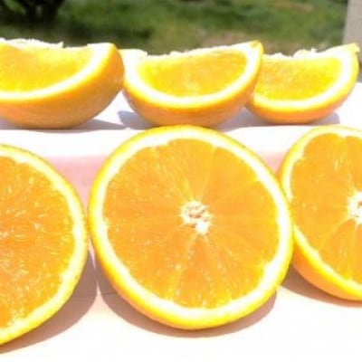 山本農園のニューサマーオレンジ(初夏の味) 約4.5kg(太良町)【N128×2】