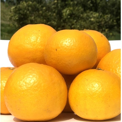山本農園のニューサマーオレンジ(初夏の味) 約4.5kg(太良町)【N128×2】