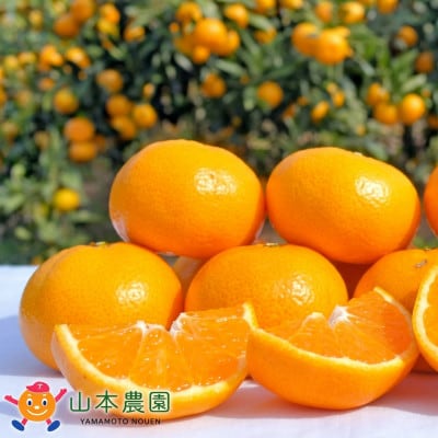 山本農園の甘熟みかん 約5kg(太良町)【L13×1】