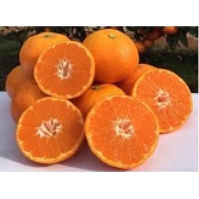 山本農園の紅みかん 約3kg(太良町)【L68×1】