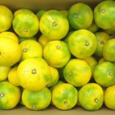 山本農園の小玉早熟みかん 約5kg(太良町)【L71×1】