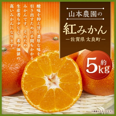 山本農園の紅みかん 約5kg(太良町)【N112×1】