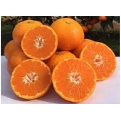 山本農園の紅みかん 約5kg(太良町)【N112×1】