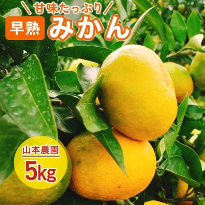 山本農園の早熟みかん 約5kg(太良町)【L70×1】