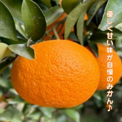 まちなが家族農園の小玉みかん 3.5kg【M119×1】