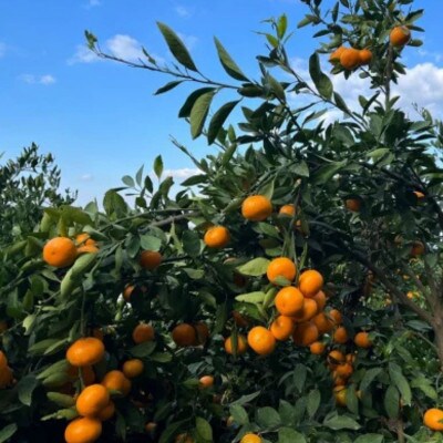 峰農園のゆたたりみかん 5kg【N253×1】