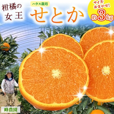 峰農園のハウスせとか 約3kg (サイズおまかせ)【O169x2】