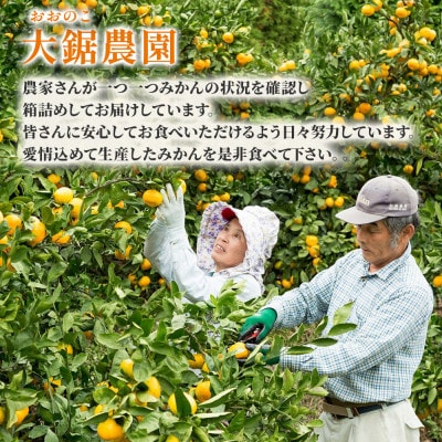 大鋸農園の甘果坊 10kg みかん【N44×1】