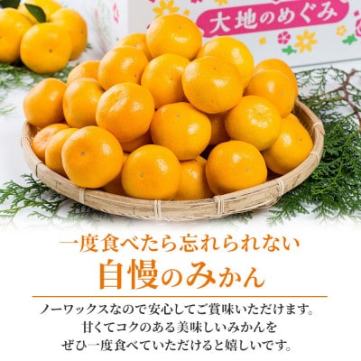 大鋸農園の甘果坊 10kg みかん【N44×1】