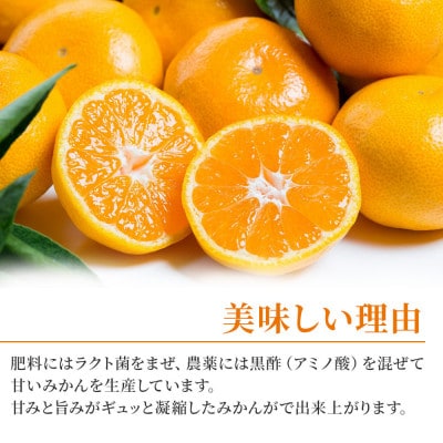 大鋸農園の甘果坊 5kg みかん【LB7×1】