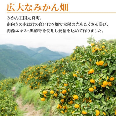 大鋸農園の甘果坊(小玉)10kg みかん【NB17×1】
