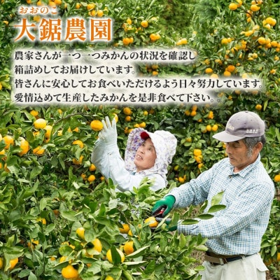大鋸農園の甘果坊(小玉)10kg みかん【NB17×1】