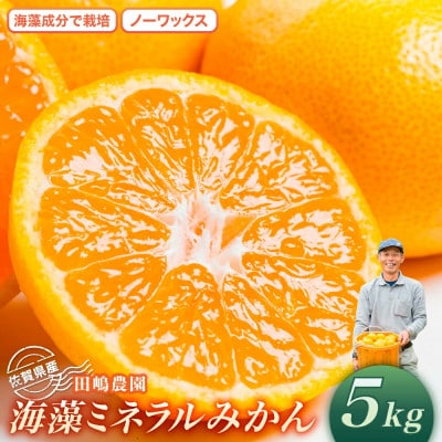 海藻ミネラルみかん 5kg【L22×1】