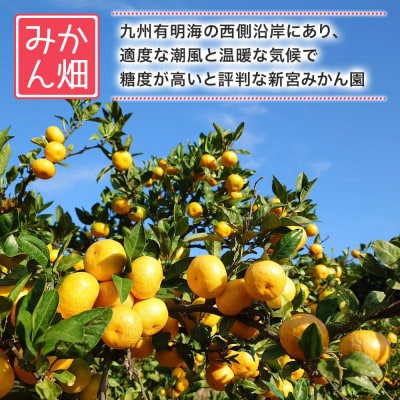 【10月中旬より順次発送】完熟早生小さなみかん 5kg (S～3Sサイズ) (太良町)【L53×1】
