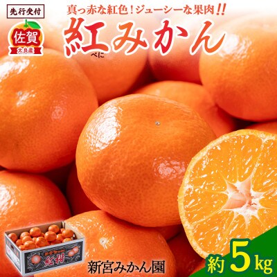 【11月上旬より順次発送】新宮みかん園 紅みかん 約5kg (太良町)【L59×1】