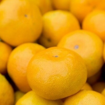 潮風の贈り物 みかん 10kg【N38×1】