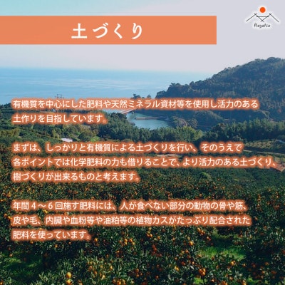 早津みかん園のスイートスプリング 3kg(太良町)【L27×1】