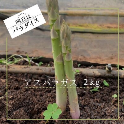 【朝採れ】アスパラガス 2kg 朝採れ即発送「明日はパラダイス」【P-113】