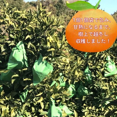 越冬樹上完熟デコゴールド(不知火)5kg【N53x1】