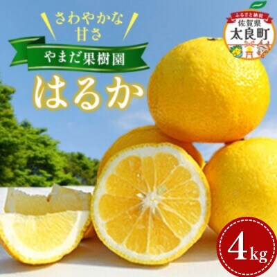 やまだ果樹園のはるか 4kg【MA12x1】