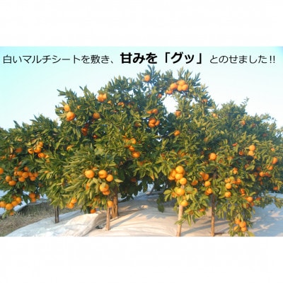 【先行受付11月上旬より順次発送】果樹園みかんの木の極甘小玉みかん約3.5kg 太良町【L48×1】