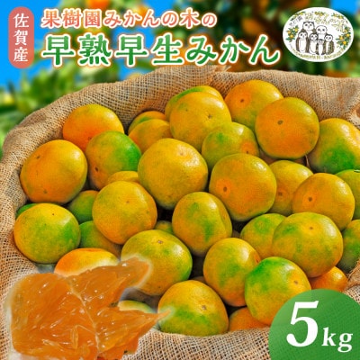 【10月中旬頃より順次発送】果樹園みかんの木の早熟早生みかん 約5kg(太良町)【L8×1】