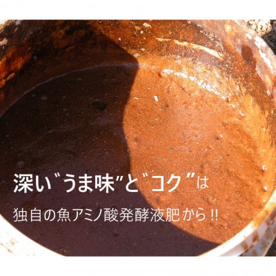 【11月上旬より順次発送】果樹園みかんの木の完熟みかん 約3.5kg(太良町)【L9】