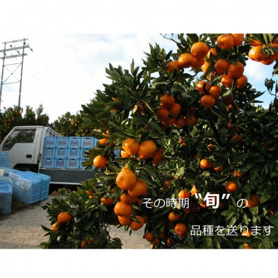 【11月上旬より順次発送】果樹園みかんの木の完熟みかん 約3.5kg(太良町)【L9】