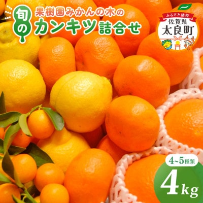 果樹園みかんの木の旬のカンキツ詰合せ 約4kg (太良町)【M103×1】