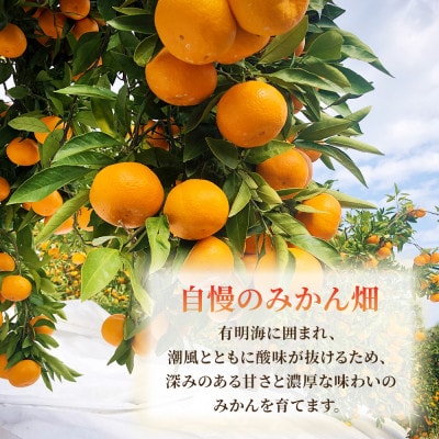 果樹園みかんの木の旬のカンキツ詰合せ 約4kg (太良町)【M103×1】