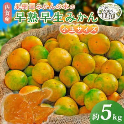 果樹園みかんの木の早熟早生みかん小玉サイズ 約5kg(太良町)【M104×1】