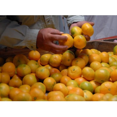 果樹園みかんの木の早熟早生みかん小玉サイズ 約5kg(太良町)【M104×1】