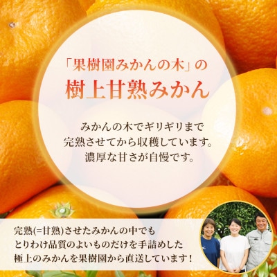 【11月上旬より順次発送】果樹園みかんの木の極甘小玉みかん 約5kg(太良町)【M33×1】
