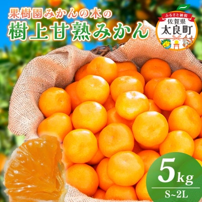 【11月中旬より順次発送】果樹園みかんの木の樹上甘熟みかん 約5kg(太良町)【N22×1】