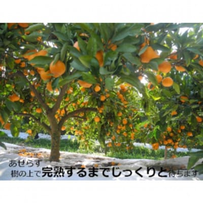 【11月中旬より順次発送】果樹園みかんの木の樹上甘熟みかん 約5kg(太良町)【N22×1】