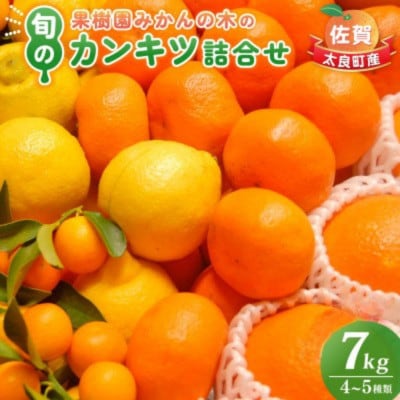 【1月中旬より順次発送】果樹園みかんの木の旬のカンキツ詰合せ 約7kg(太良町)【N23×1】