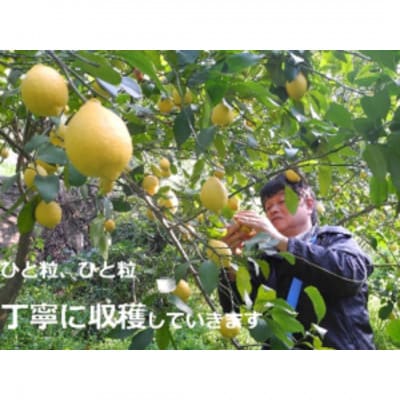 【1月中旬より順次発送】果樹園みかんの木の旬のカンキツ詰合せ 約7kg(太良町)【N23×1】